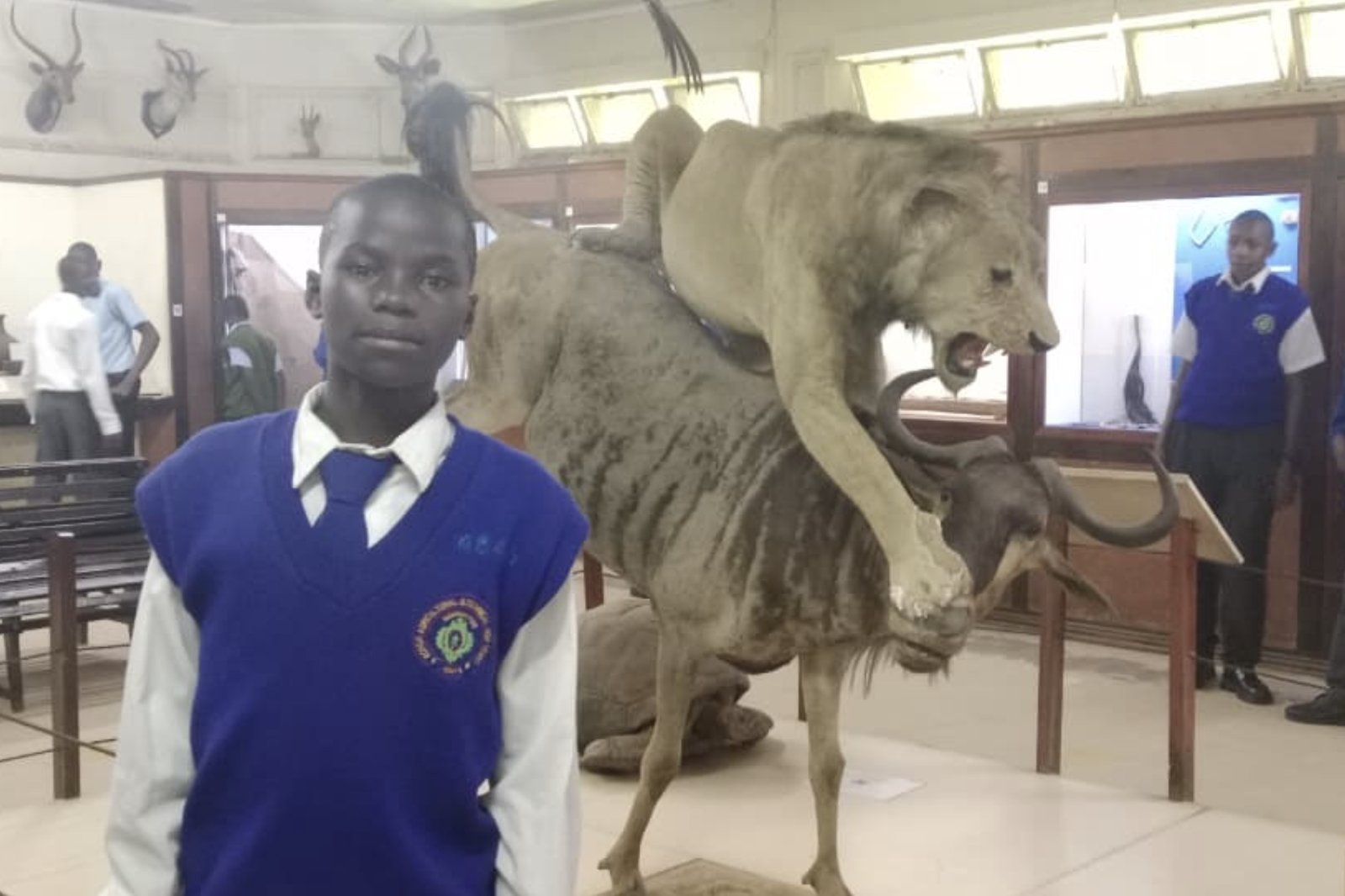 A student standing in front of a mounted lion and wildebeest display at the Kisumu Museum